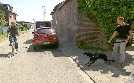 Der Hundeprofi | TV-Programm von VOX