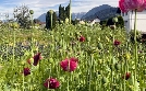 Im Rausch der Blumen | TV-Programm von 3sat