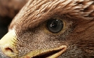 Kaiseradler in Gefahr - Auf der Spur der Wilderer | TV-Programm von ARD alpha HD