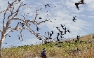 Tierisch aufgeforstet | TV-Programm von arte