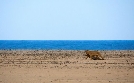 Lions of the Skeleton coast | TV-Programm von arte