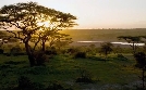 Zebras der Serengeti | TV-Programm von arte