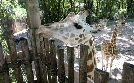 Bronx Zoo - Tierpark der Superlative | TV-Programm von TLC