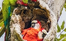 Tierisch aufgeforstet | TV-Programm von arte