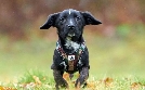 Tiere suchen ein Zuhause | TV-Programm von WDR