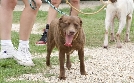 Pitbulls auf Bewährung | TV-Programm von TLC