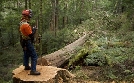 The Last Woodsmen - Holzfäller am Limit | TV-Programm von DMAX