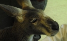 Bronx Zoo - Tierpark der Superlative | TV-Programm von TLC