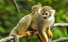 Bronx Zoo - Tierpark der Superlative | TV-Programm von TLC