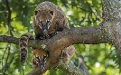 Giraffe, Erdmännchen & Co. | TV-Programm von hr