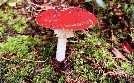 Der Fliegenpilz - Zwischen Mythos und Wissenschaft | TV-Programm von arte