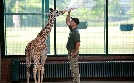 Panda, Gorilla & Co. | TV-Programm von Das Erste