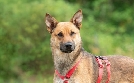 Tiere suchen ein Zuhause | TV-Programm von WDR