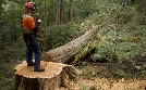 The Last Woodsmen - Holzfäller am Limit | TV-Programm von DMAX