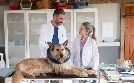 Tiere bis unters Dach | TV-Programm von Das Erste