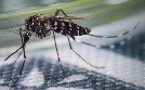 Globalisierung der Natur: Invasive Arten | TV-Programm von arte