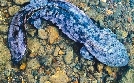 Baishanzu - Chinas unbekanntes Naturjuwel | TV-Programm von arte