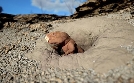 Im Schatten der Dinos - Die ersten Säugetiere | TV-Programm von zdfinfo
