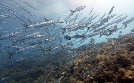 Expeditionen ins Tierreich | TV-Programm von NDR