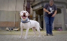 Pitbulls auf Bewährung | TV-Programm von TLC