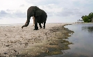 Surfing Hippos - Der Strand der Dschungeltiere | TV-Programm von arte
