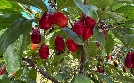 Schnittgut. Alles aus dem Garten | TV-Programm von ARD alpha HD