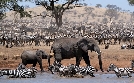 Serengeti | TV-Programm von phoenix