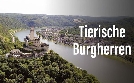 Tierische Burgherren - Das wilde Mittelrheintal | TV-Programm von arte