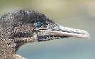 Galapagos | TV-Programm von 3sat