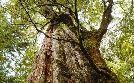 Phänomenale Natur | TV-Programm von arte