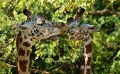 Bronx Zoo - Tierpark der Superlative | TV-Programm von TLC