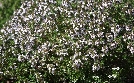 Schnittgut. Alles aus dem Garten | TV-Programm von BR