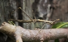 Tierische Superhelden | TV-Programm von 3sat
