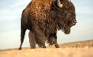 Tierische (R)Evolution | TV-Programm von arte