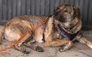 Der Hundeprofi - Rütters Team | TV-Programm von VOX