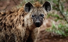 Tierische Superhelden | TV-Programm von 3sat