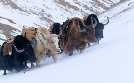 Tierische Superhelden | TV-Programm von 3sat