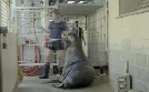 Bronx Zoo - Tierpark der Superlative | TV-Programm von TLC