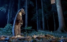 Eine Königin der Nacht - Der Habichtskauz | TV-Programm von arte