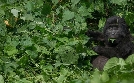 Bronx Zoo - Tierpark der Superlative | TV-Programm von TLC