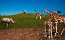 San Diego Zoo | TV-Programm von TLC