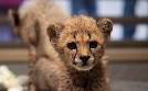 San Diego Zoo | TV-Programm von TLC