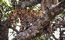 Tödliches Afrika | TV-Programm von n-tv