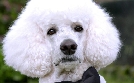 Der Hundeprofi - Rütters Team | TV-Programm von VOX