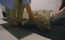 San Diego Zoo | TV-Programm von TLC