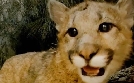 San Diego Zoo | TV-Programm von TLC