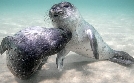 Expeditionen ins Tierreich | TV-Programm von NDR