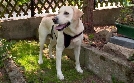 Der Hundeprofi - Rütters Team | TV-Programm von VOX