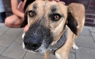 Der Hundeprofi - Rütters Team | TV-Programm von VOX