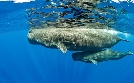 Magisches Mittelmeer | TV-Programm von SWR